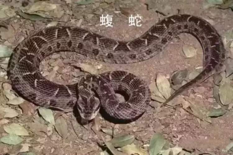 蕲蛇酒的功效_啥叫生活方式_蕲蛇生活方式